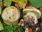 Cortinarius sulfurinus