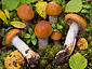 Cortinarius septentrionalis