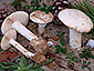 Amanita gilbertii