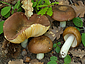 Russula cuprea