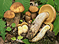 Leccinum crocipodium