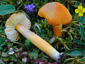 Hygrocybe intermedia