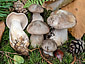 Clitocybe nebularis