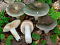 Russula medullata