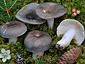 Russula atroglauca