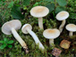 Lactarius flavopalustris