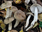 Entoloma sericatum