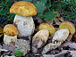 Leccinum crocipodium