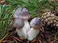 Tricholoma portentosum