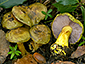 Cortinarius ionochlorus