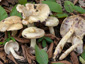 Lactarius flavidus