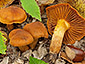 Cortinarius orellanus