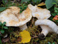 Lactarius aquizonatus