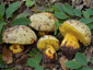 Boletus torosus