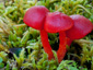 Hygrocybe coccinea