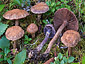 Cortinarius ionophyllus