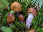 Cortinarius integerrimus