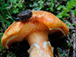 Suillus tridentinus