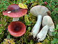 Russula aquosa