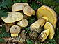 Boletus radicans