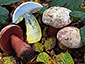 Boletus rhodoxanthus