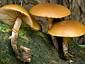 Galerina marginata