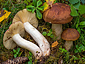 Russula favrei