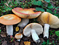 Russula aurantioflammans