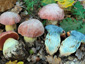 Boletus lupinus