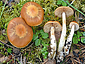 Cortinarius causticus