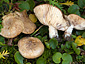 Lactarius salicis-herbaceae