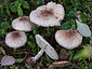 Macrolepiota phaeodisca