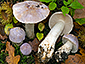 Cortinarius daulnoyae