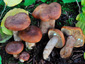 Lactarius britannicus fo. britannicus