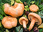 Lactarius salmonicolor