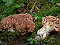 Ramaria rubripermanens