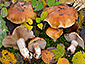 Cortinarius olidoamarus