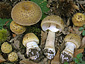 Amanita franchetii