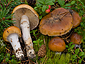 Cortinarius collinitus