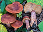 Lactarius britannicus fo. britannicus