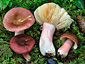 Russula taigarum