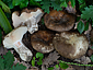 Russula albonigra f. pseudonigricans