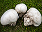 Calvatia gigantea