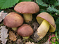 Boletus pseudoregius