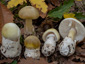 Amanita phalloides