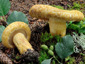 Lactarius repraesentaneus