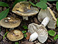 Russula heterophylla