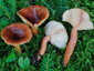 Lactarius badiosanguineus