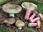 Russula queletii