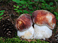 Boletus pinophilus